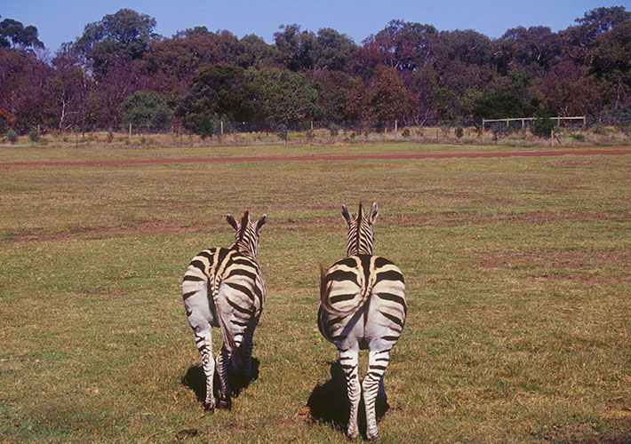 ウェリビー野外動物公園