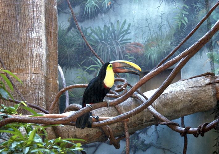 セントラルパーク動物園では熱帯動物も飼育